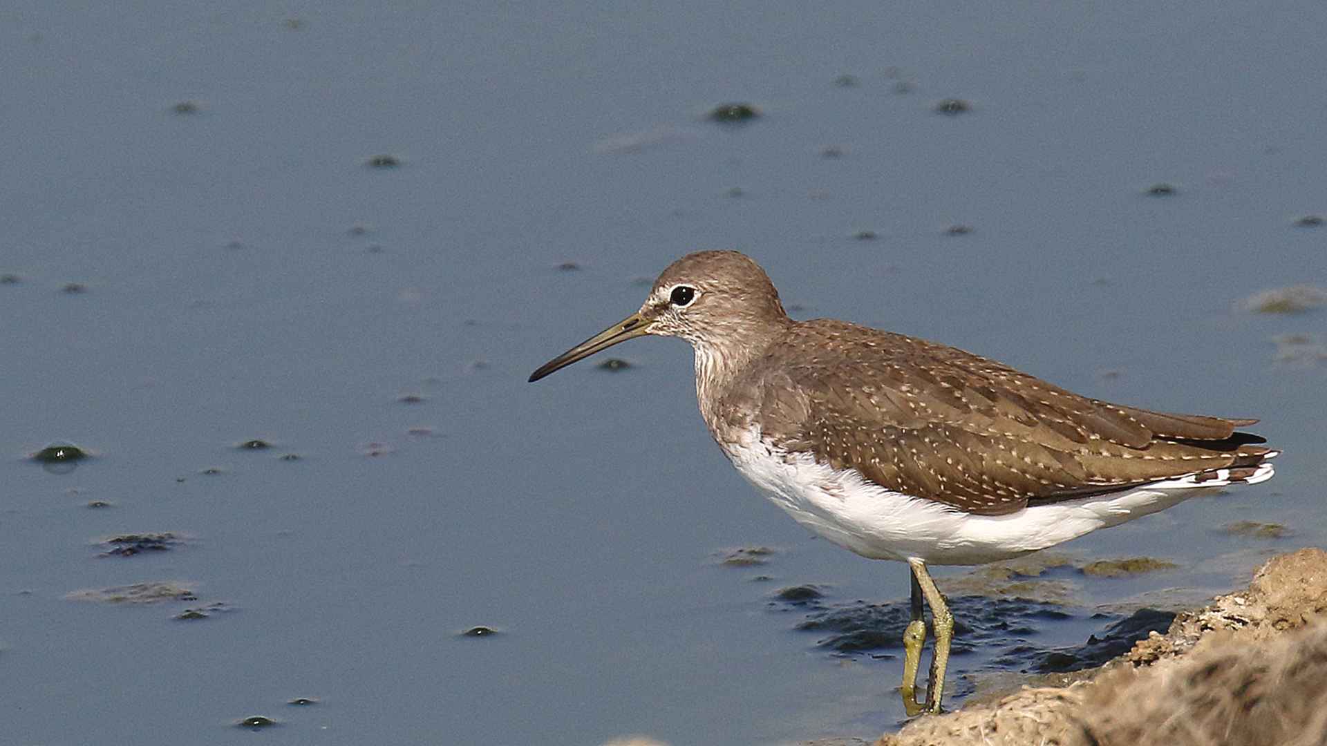 Green Sandpiper